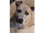 Peyton, Terrier (unknown Type, Medium) For Adoption In Lorain, Ohio