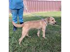 Toffee, Terrier (unknown Type, Small) For Adoption In New Iberia, Louisiana