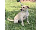 Sugar, Terrier (unknown Type, Small) For Adoption In New Iberia, Louisiana