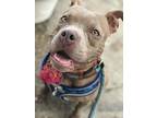 Carol, American Pit Bull Terrier For Adoption In New Orleans, Louisiana