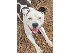 Petey, American Staffordshire Terrier For Adoption In Lansing, Kansas