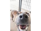 Kyoko, American Staffordshire Terrier For Adoption In Lansing, Kansas