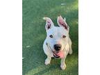 Daisy, American Staffordshire Terrier For Adoption In Richmond, California