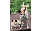 Mr Bean, Jack Russell Terrier For Adoption In Bristol, Pennsylvania