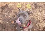 Kuron, American Staffordshire Terrier For Adoption In Lansing, Kansas