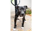 Ryder, American Pit Bull Terrier For Adoption In Plymouth, Minnesota