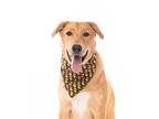 Bobby, American Pit Bull Terrier For Adoption In Little Elm, Texas