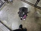 Fonzi, American Pit Bull Terrier For Adoption In Buffalo, Indiana
