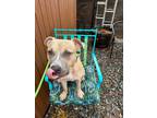 Chico, American Pit Bull Terrier For Adoption In Scottsbluff, Nebraska