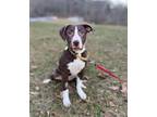 Lilly, Labrador Retriever For Adoption In Bloomsburg, Pennsylvania