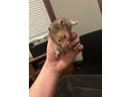 Squeakers, Hamster For Adoption In Faribault, Minnesota