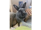 Charlie (bonded To Okja), American For Adoption In Surrey, British Columbia