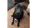 Toby, Labrador Retriever For Adoption In Denver, Colorado