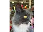 Frida, Domestic Longhair For Adoption In Stanhope, New Jersey