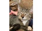 Winky And Sweet’pea, Domestic Mediumhair For Adoption In Stanhope, New Jersey