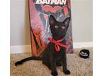 Jason Todd #batman-litter, Bombay For Adoption In Houston, Texas