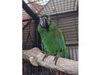 Bubba, Macaw For Adoption In Goodlettsville, Tennessee