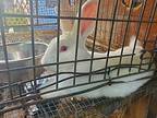Bun Living In A Hot Hutch Needs Help!, Florida White For Adoption In Melbourne