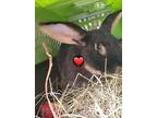 Ted Bunny, Rex For Adoption In Ocala, Florida