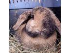 Sade, Mini Lop For Adoption In Ocala, Florida