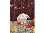 Snow White, Lop-eared For Adoption In Melbourne, Florida