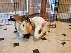 Enid And Reese, Harlequin For Adoption In Melbourne, Florida