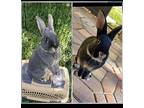 Sonic And Thumper, Silver Marten For Adoption In Melbourne, Florida