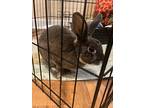 Zippy, Mini Rex For Adoption In Melbourne, Florida