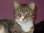 Max, American Shorthair For Adoption In Naples, Florida