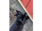 Tyrone, Domestic Shorthair For Adoption In Drasco, Arkansas