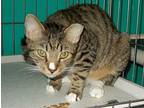 Gus, American Shorthair For Adoption In Naples, Florida