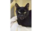 Ninja, Domestic Shorthair For Adoption In Cape Coral, Florida