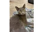 Vivian, Domestic Shorthair For Adoption In Drasco, Arkansas