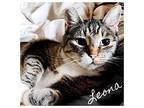 Leona, Domestic Shorthair For Adoption In Hollister, California