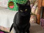 Auburn, Domestic Shorthair For Adoption In Breinigsville, Pennsylvania