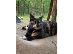 Nova, Domestic Shorthair For Adoption In Drasco, Arkansas