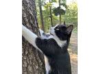 Larrabee, Domestic Shorthair For Adoption In Drasco, Arkansas