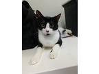 Snap Dragon, American Shorthair For Adoption In Naples, Florida