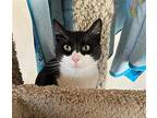 Zorra Bandita, Domestic Shorthair For Adoption In Drasco, Arkansas