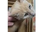 Marmalade, Domestic Shorthair For Adoption In Ocala, Florida