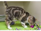 Lolly, Domestic Shorthair For Adoption In Verona, Wisconsin