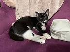 Mercury, Domestic Shorthair For Adoption In Morgantown, West Virginia