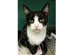 Syd, Domestic Shorthair For Adoption In Naples, Florida
