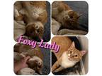 Foxy Lady, Domestic Mediumhair For Adoption In Hollister, California