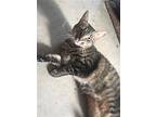 Fern And Olive, Domestic Shorthair For Adoption In Morgantown, West Virginia