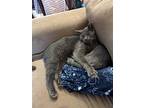 Granite, Domestic Shorthair For Adoption In Morgantown, West Virginia