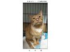 Redwood Warrior, Domestic Shorthair For Adoption In Ocala, Florida