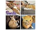 Bonita, Domestic Shorthair For Adoption In Hollister, California