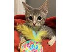 Mercury, Domestic Shorthair For Adoption In Ocala, Florida