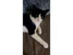 Bingo, Domestic Shorthair For Adoption In Mount Clemens, Michigan